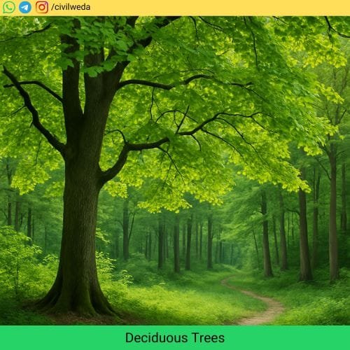 Deciduous Trees